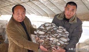 平菇怎样种植才能高产出,农民致富绝招蔬菜