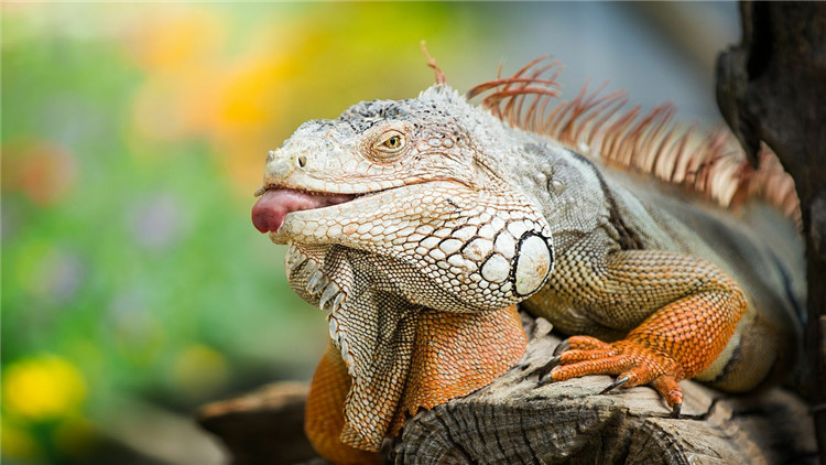 绿鬣蜥奄奄一息,绿鬣生病了