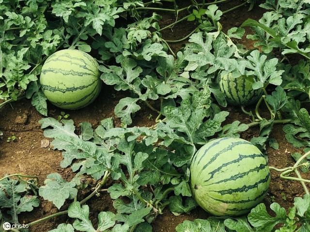 西瓜茎蔓开裂是什么病,西瓜茎蔓枯