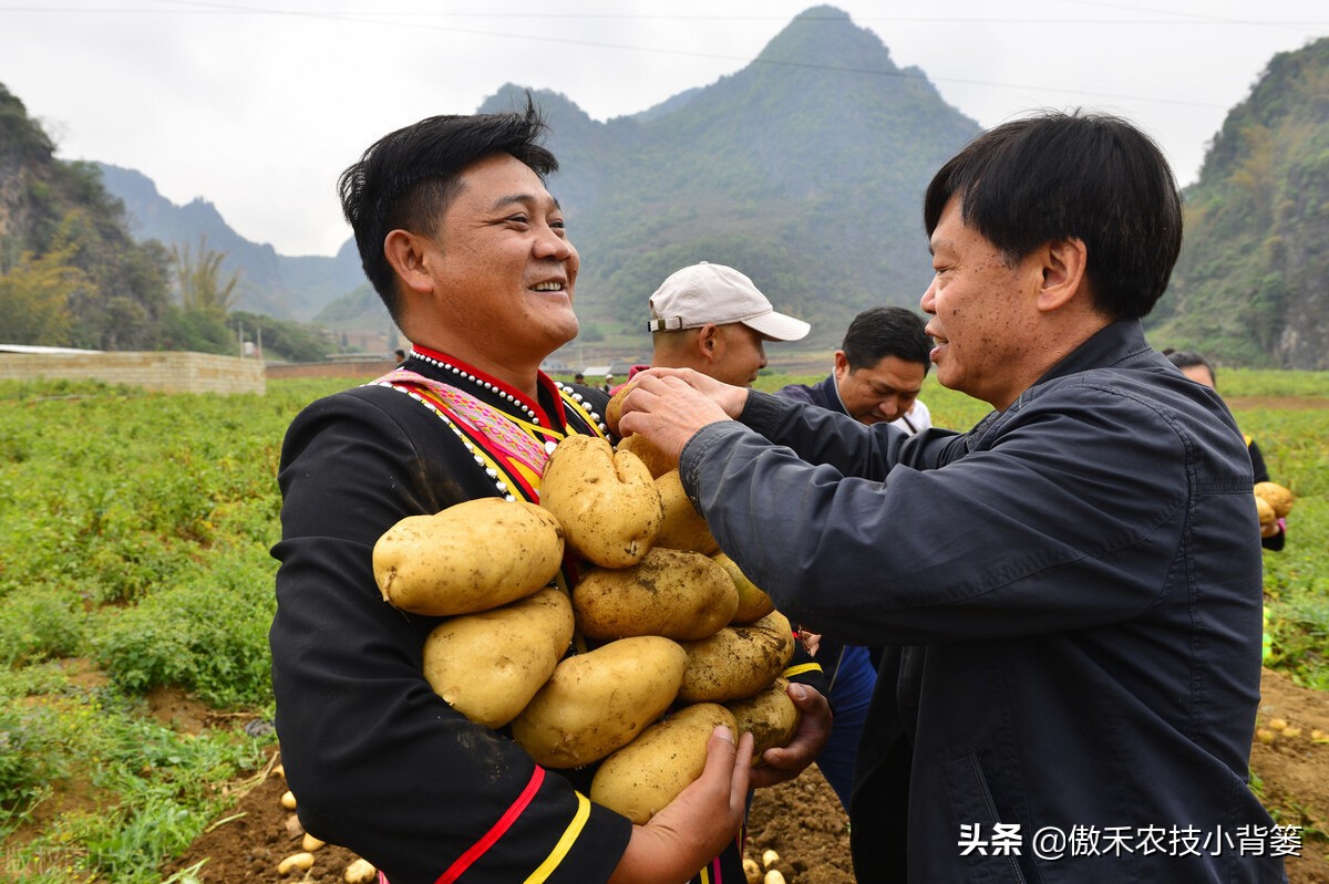 种土豆有绝招,种植土豆高产用什么肥
