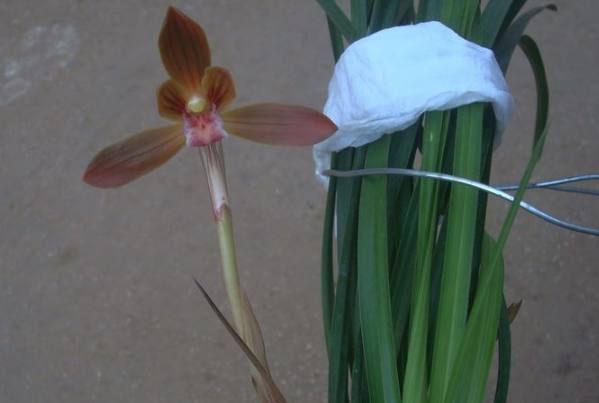 豆瓣兰养护方法,豆瓣兰深养还是浅养