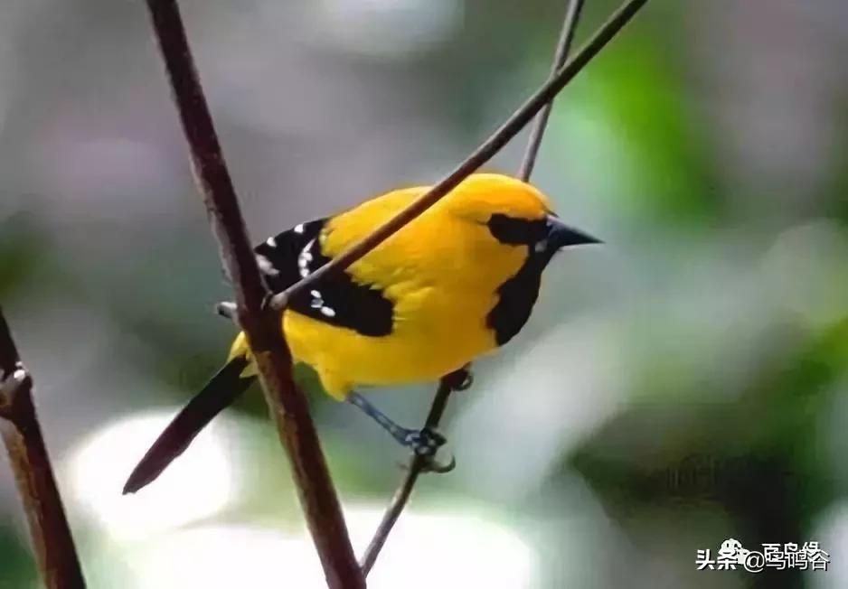 各国国鸟国宝有哪些,各国国鸟大小排名