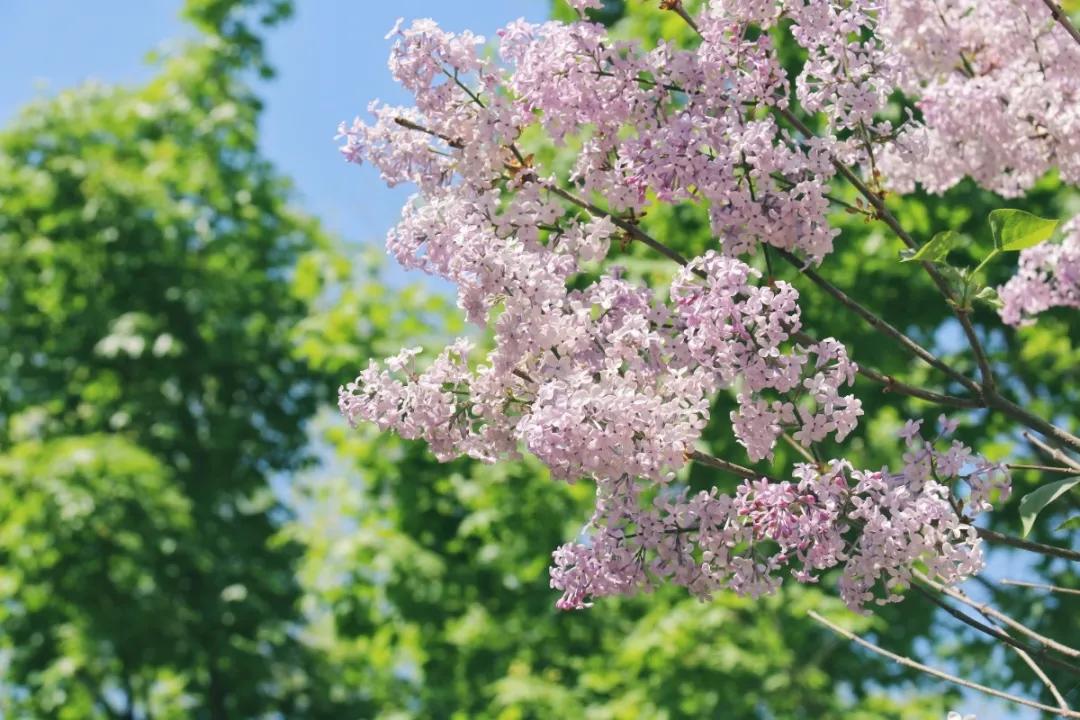 北京人少景美赏秋的公园,北京赏秋中山公园