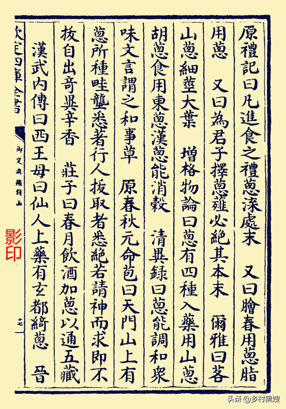 葱的尴尬命运,不被重视又不可或缺,一口气搞懂葱的前世今生