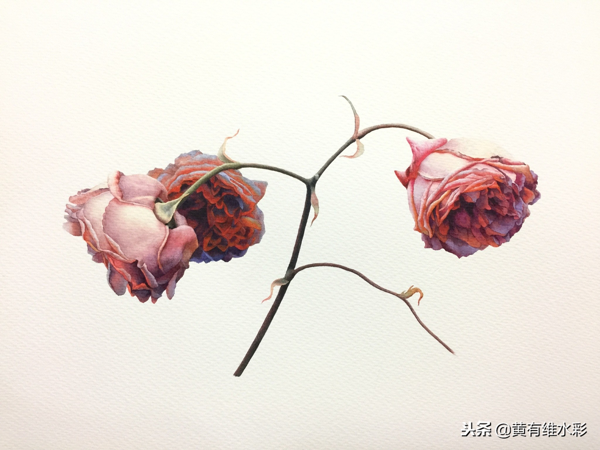 水彩教程简单好看手绘图片,水彩教程画花