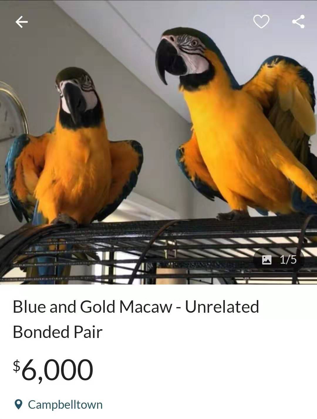 鸟市偶遇葵花鹦鹉,天津鸟市葵花鹦鹉