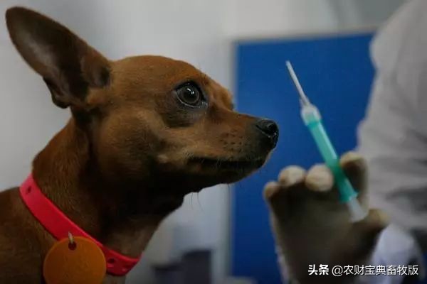 家养的狗患狂犬病的几率有多大,狂犬病对狗的致死率