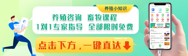 鸡坏死性肠炎怎么产生的,鸡坏死性肠炎怎么治疗