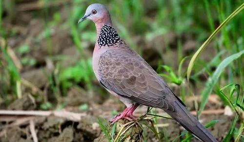 吃斑鸠有没有毒,吃斑鸠有什么效果吗