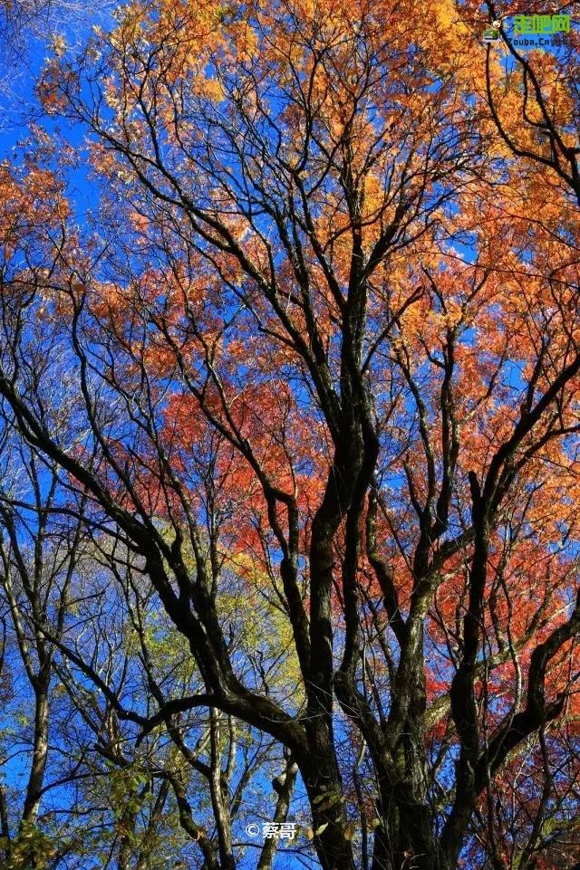 2021秦岭鸡窝子分水岭红叶,秦岭红叶最佳自驾线