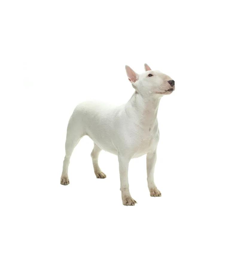 滨州48种烈性犬标准,滨州烈性犬最新规定