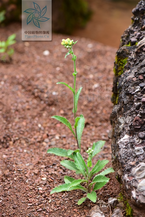 白酒草可以煮水喝吗,白酒草的药效