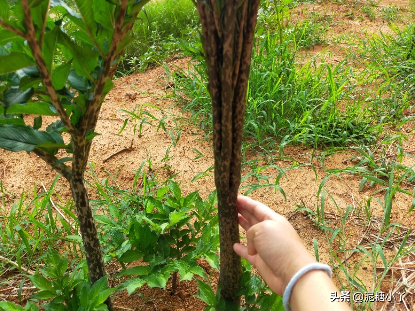 魔芋怎么生长最快,魔芋怎样长得快又大