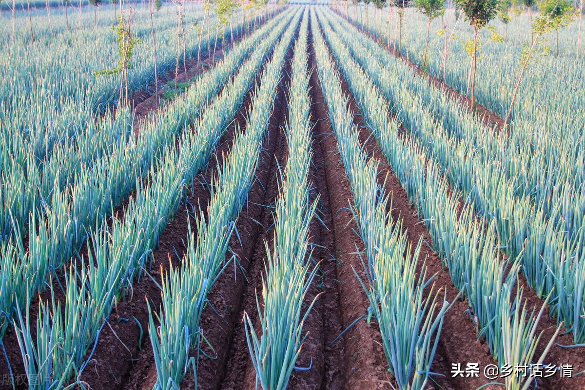 大葱和韭菜发黄怎么治,韭菜大葱干叶病的防治土方法