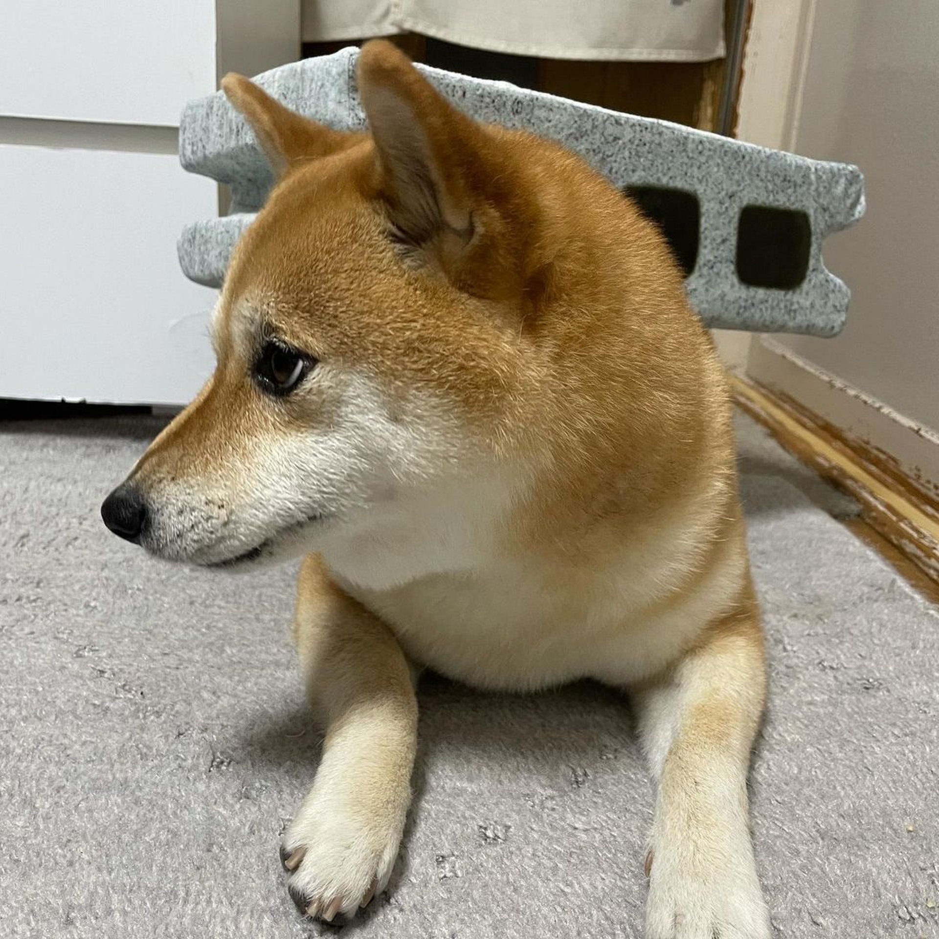 被砖头压住了!影帝柴犬超入戏25个连自己也骗倒的瞬间