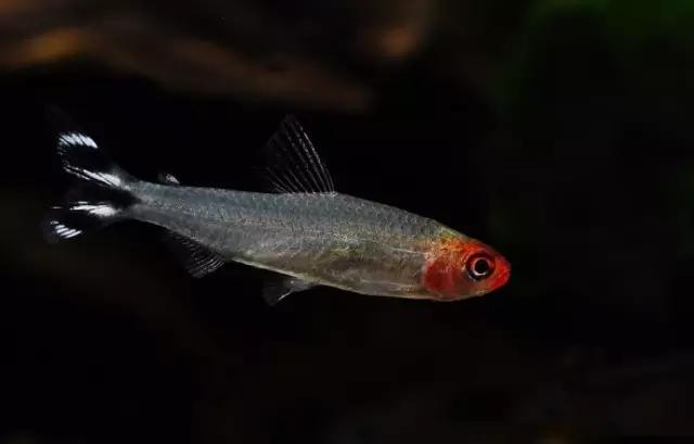 灯鱼草缸造景教程,草缸造景养什么鱼