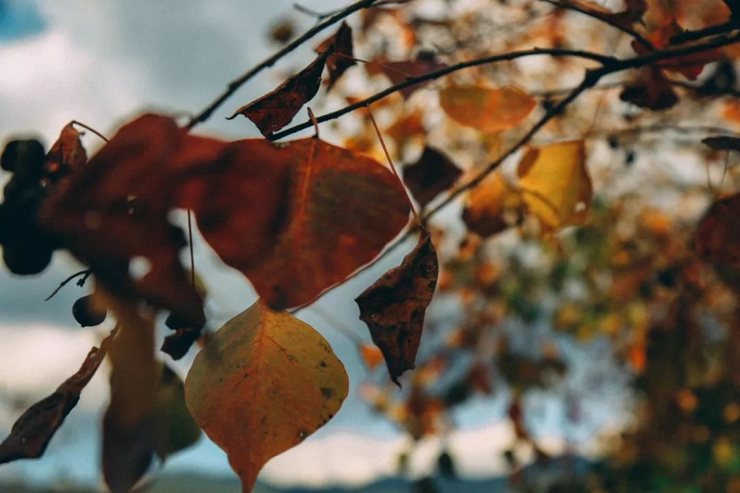 徽州赏秋三日游自驾游攻略,小众徽州赏秋村落