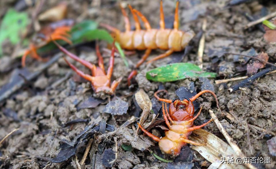 目前最挣钱的养殖项目有哪些,现在搞养殖养什么前景好赚钱