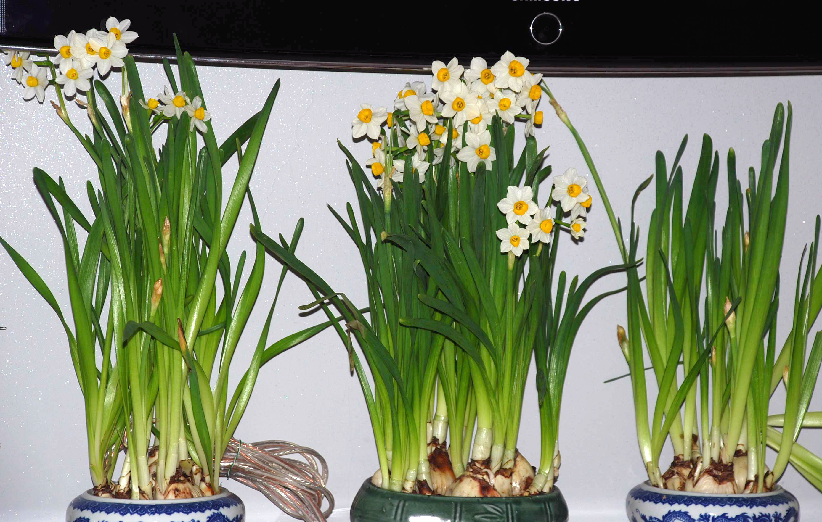 水仙花烂根了怎么挽救多菌灵,水仙花烂根叶黄怎样能让再生根