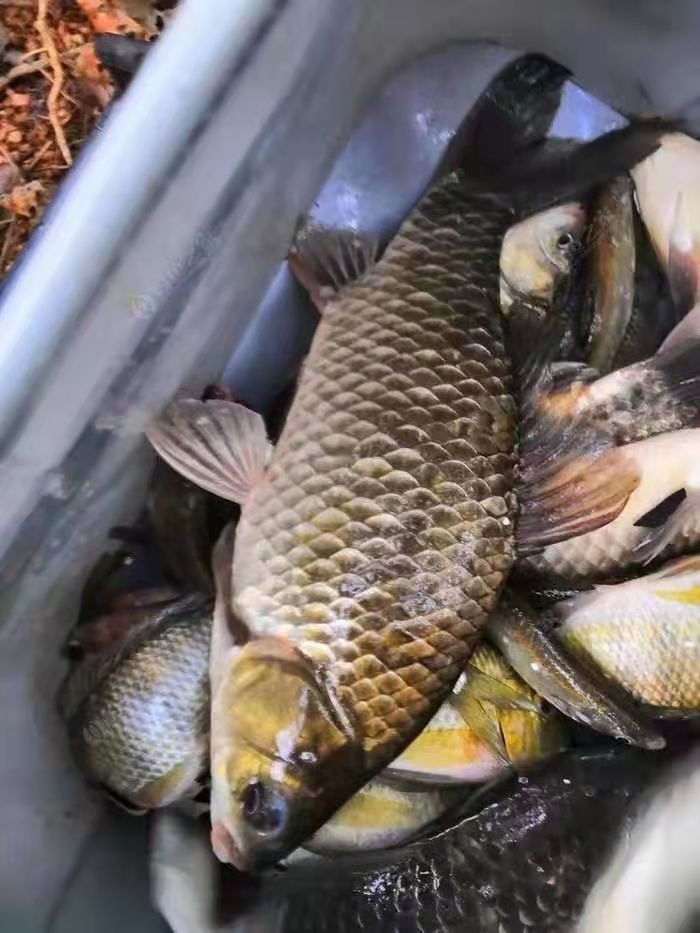 串钩蚯蚓冬季野钓鲫鱼最灵钓法,串钩挂蚯蚓能钓大板鲫吗