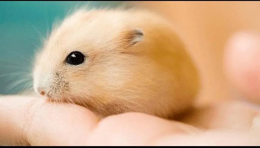 小学生养仓鼠新手入门必知,养仓鼠必须了解的知识新手必看