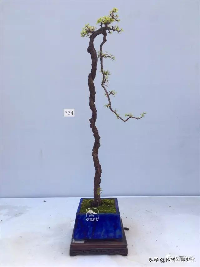 杂木盆景也毫不逊色,杂木盆景值钱吗