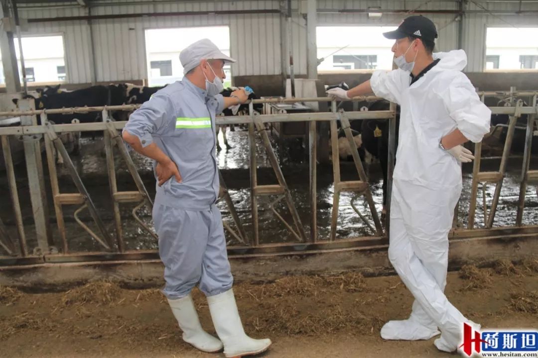 数字化奶牛养殖技术,大型奶牛场繁育新技术