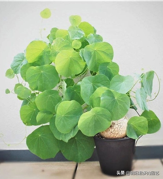 盆景山乌龟哪个品种好,金不换山乌龟品种