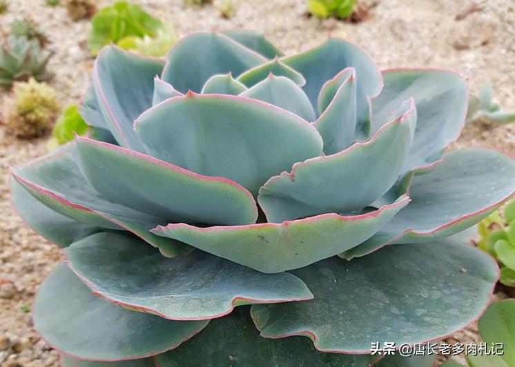 有一种神秘的多肉叫达芬奇密码，它的叶片卷卷的，出状态则仙仙的