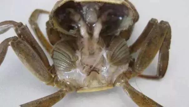 河蟹黑鳃有肠炎怎么处理,河蟹黑鳃病的症状与治疗