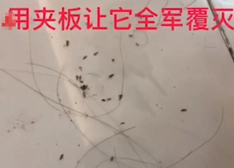 女孩上学被传染虱子怎么办,小女孩被传染上了虱子怎么办