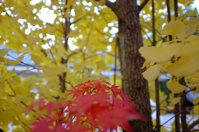 京都赏枫2022,京都赏枫必去景点有哪些好玩的