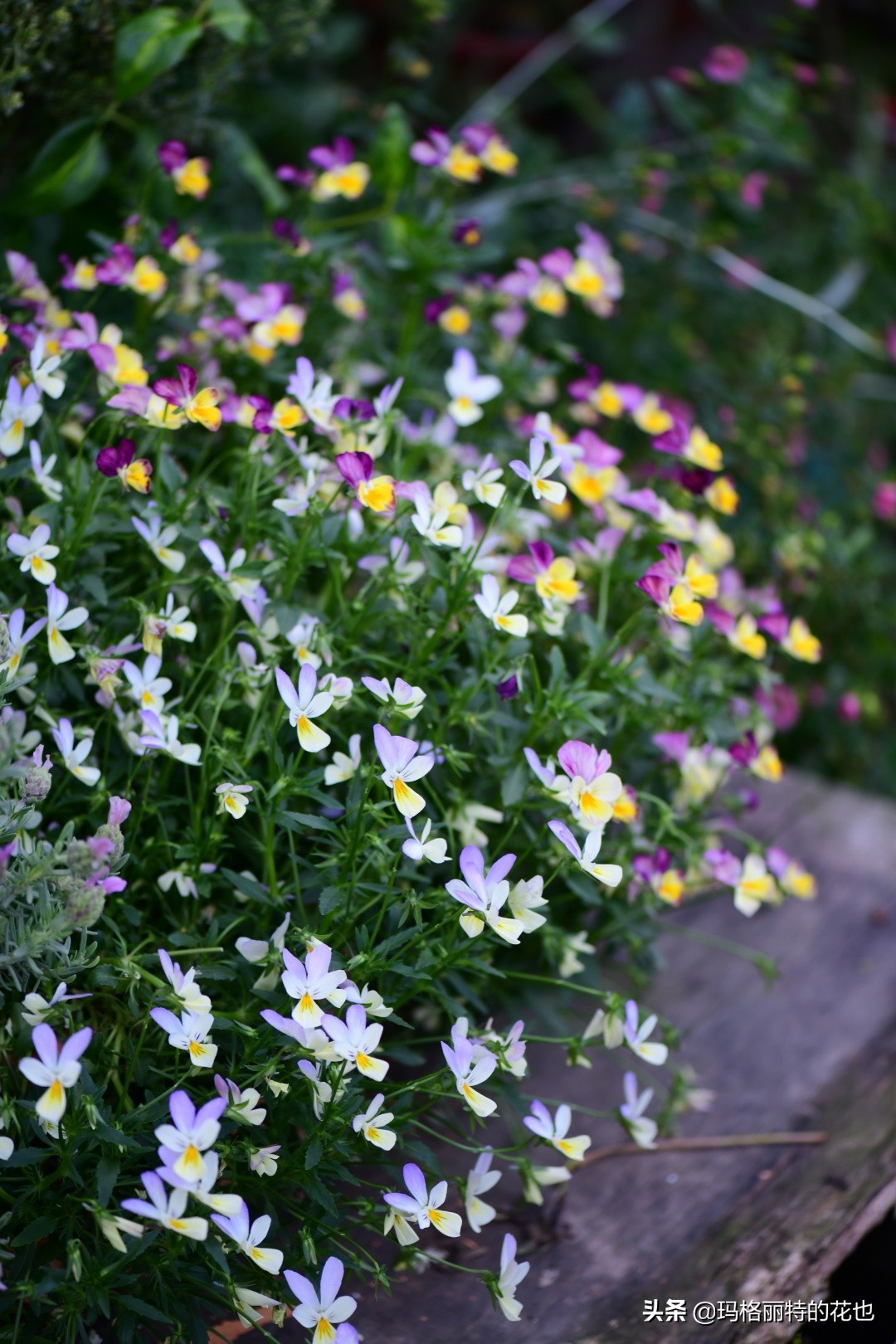徒长花草怎样处理,徒长的树木怎么处理