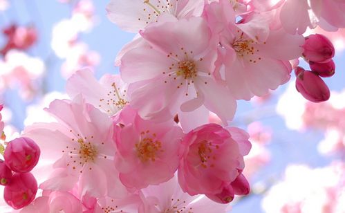 成语祝福语大全,有文化的成语祝福语大全