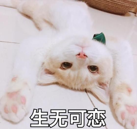 刚到家的小猫咪挠东西怎么办啊,新到家猫咪抓挠床怎么办
