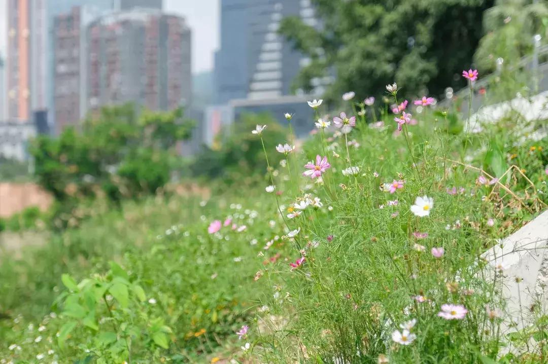 这里是观澜,下一站民治