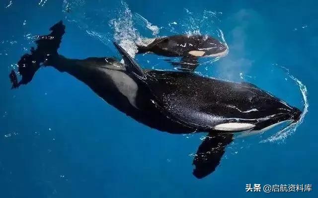 bbc纪录片life鸟类,bbc纪录片生命life7集