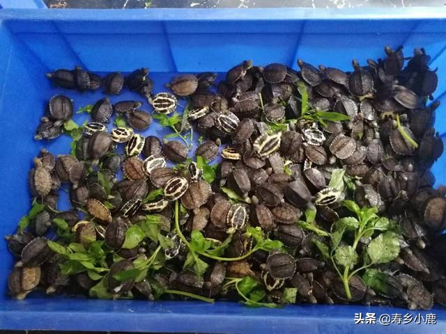 金钱龟现在市场行情,石金钱龟未来行情