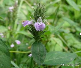 禽大肠杆菌特效药,哪种中药对鸡大肠杆菌有效
