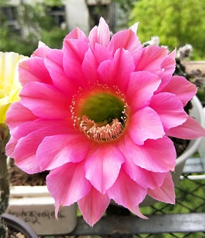 太极莲仙人球,狂莲仙人球