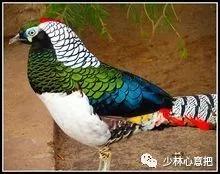 中药药材大全及功效,补肾中药大全及功效