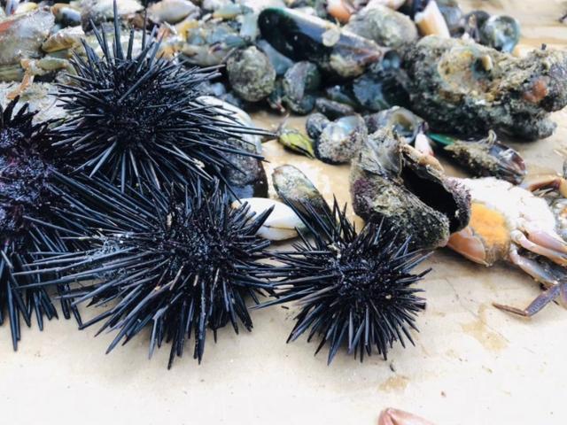 惠州檀悦豪生度假酒店附近赶海,2024年惠州赶海的最佳地方