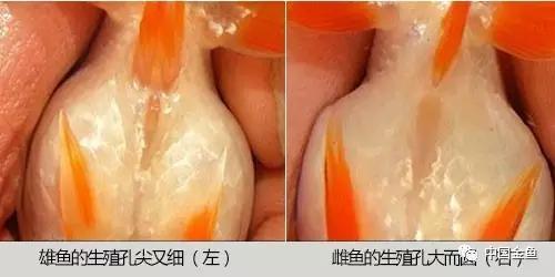 金鱼要配对繁殖吗多久可以繁殖,家庭养殖的草金鱼能自然繁殖吗