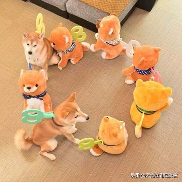 把柴犬放在一堆柴犬玩偶里,日本两只柴犬