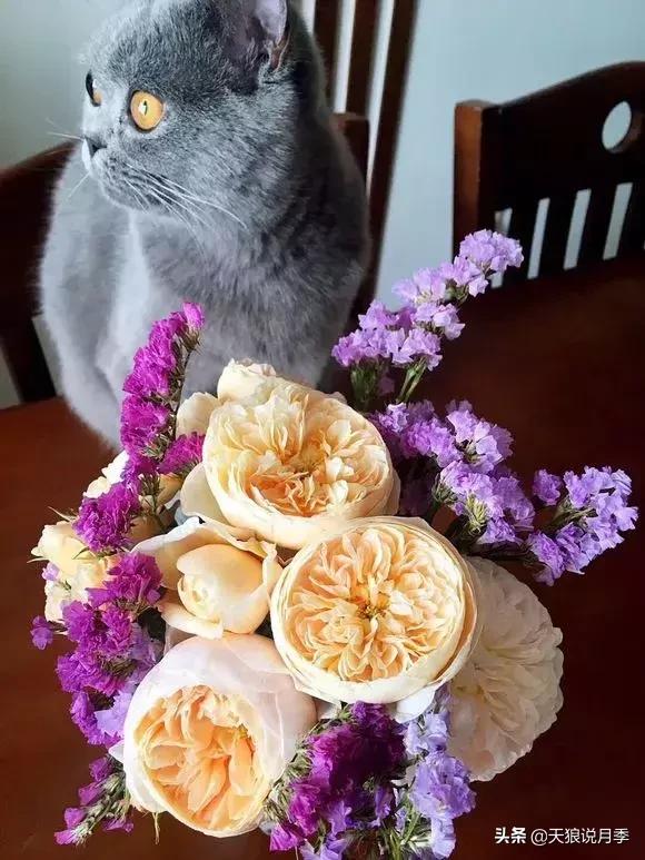 露台打造花海,她用10年改造庭院