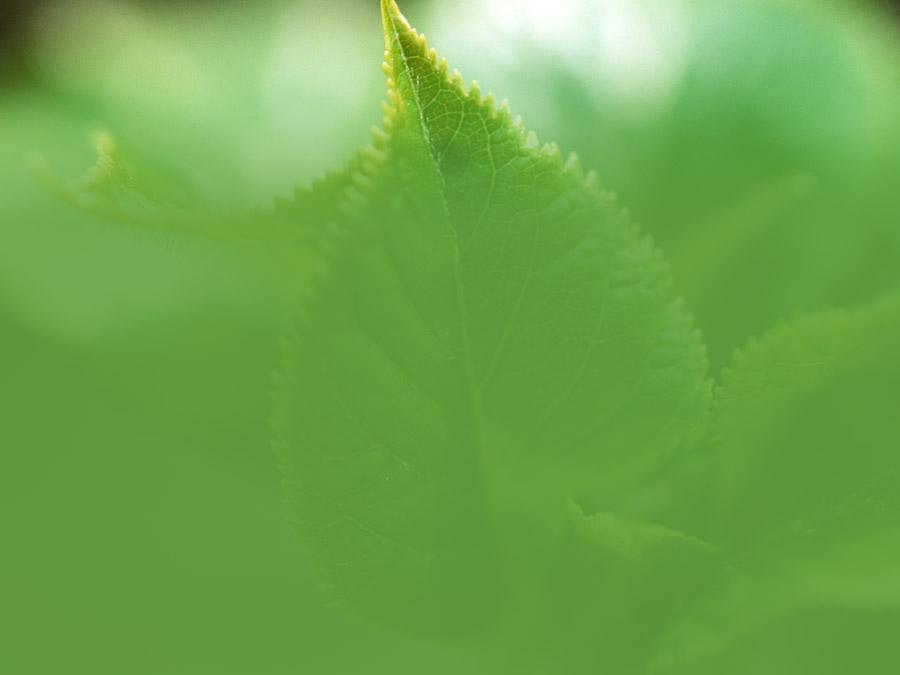 每日用量左氧氟沙星,诺氟沙星每日几粒