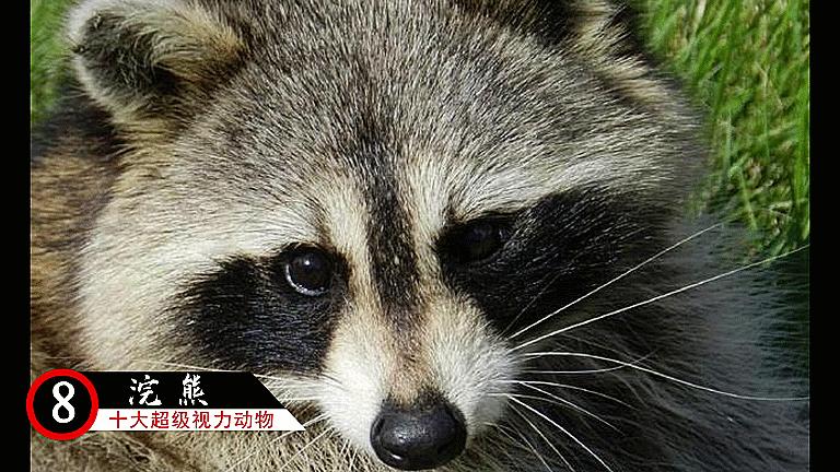 十大超级视觉动物,十二生肖视力很差的动物