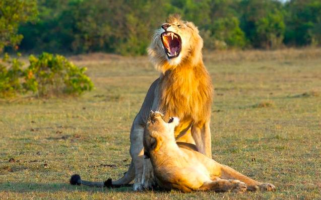 哺乳动物的发育过程为何相似,为什么哺乳动物都是雄比雌大