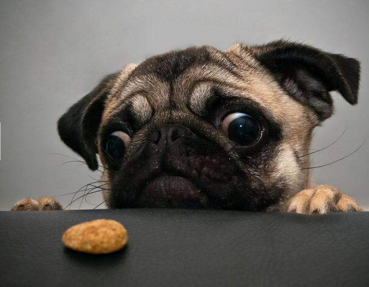 巴哥冷知识,巴哥狗小知识