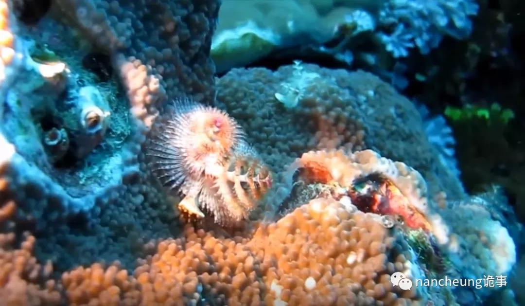 深海迷航第49天神秘生物,深海海底神秘的10种生物